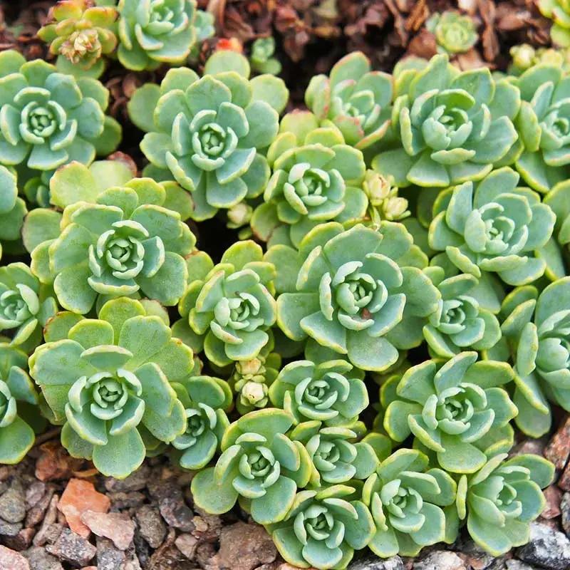 green cliff flower seeds