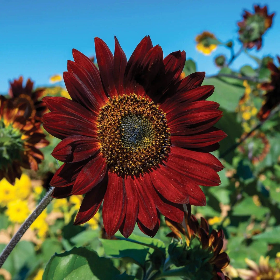maroon sunflower flower seeds