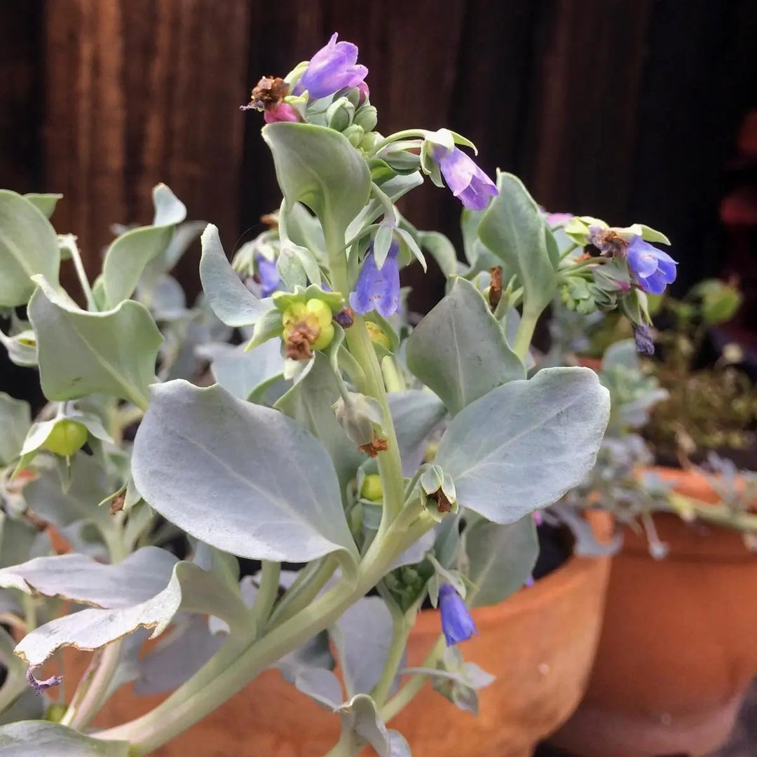 mertensia maritima flower seeds