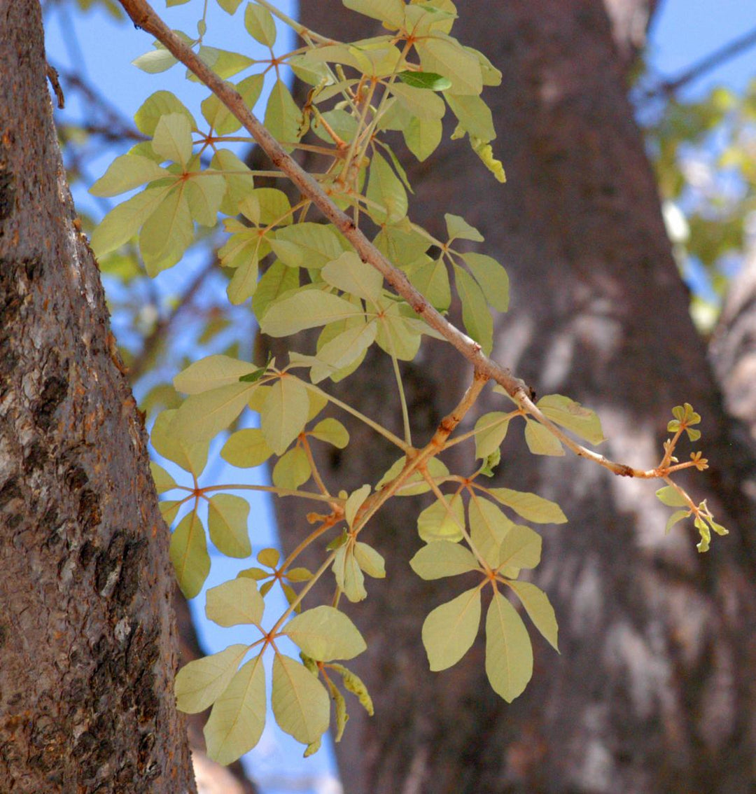 rautanenii schinziophyton flower seeds