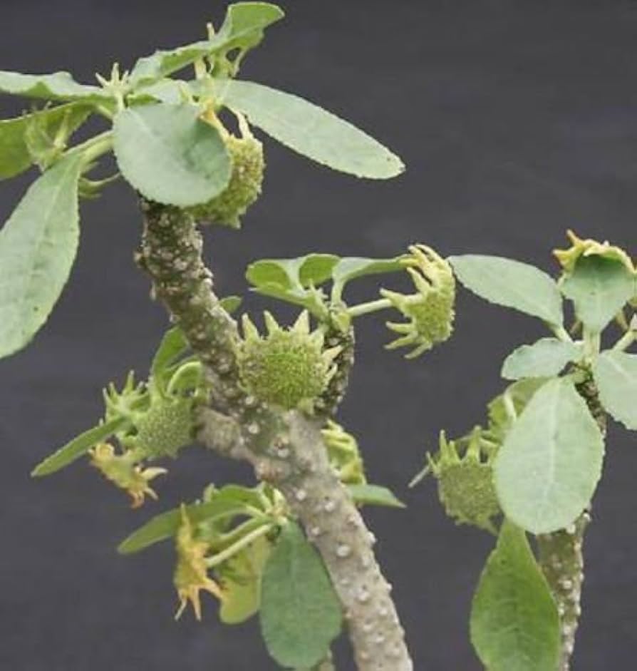 dorstenia lavrano flower seeds