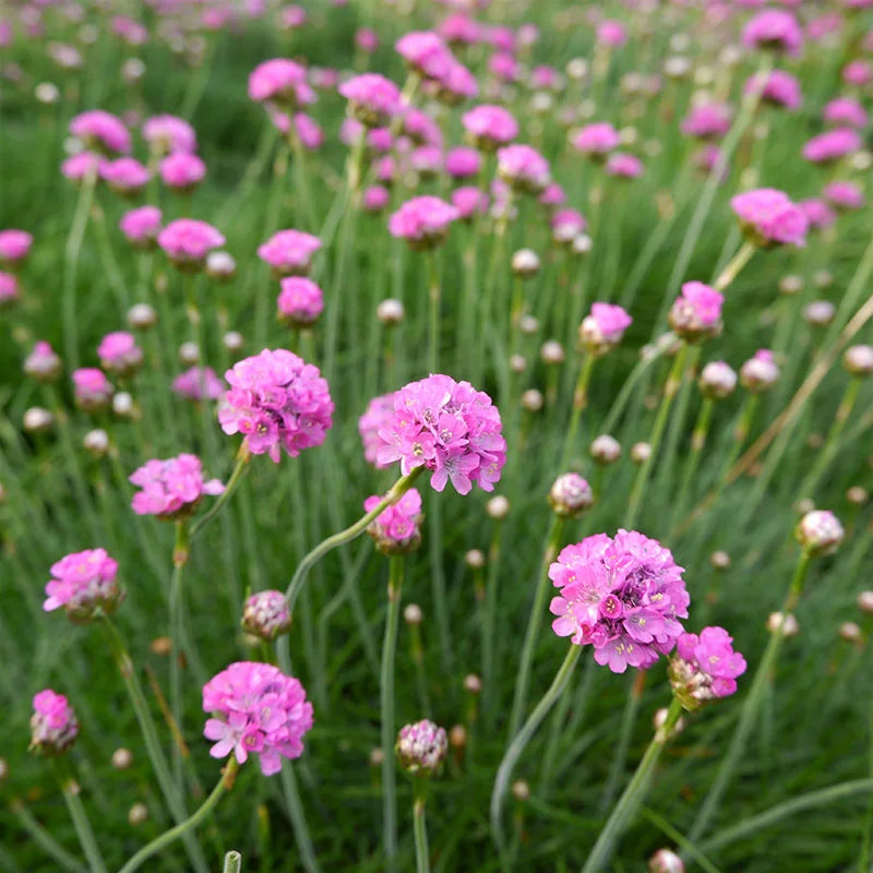 heirloom maritima flower seeds