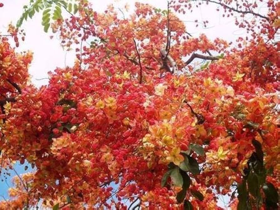 yellow pink flower seeds