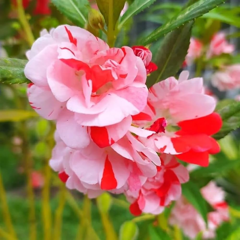 balsam flower flower seeds
