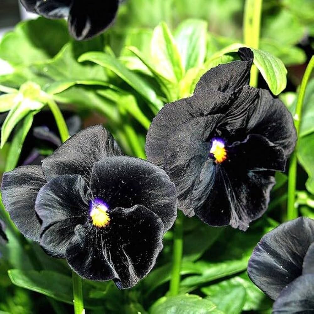 black heirloom flower seeds