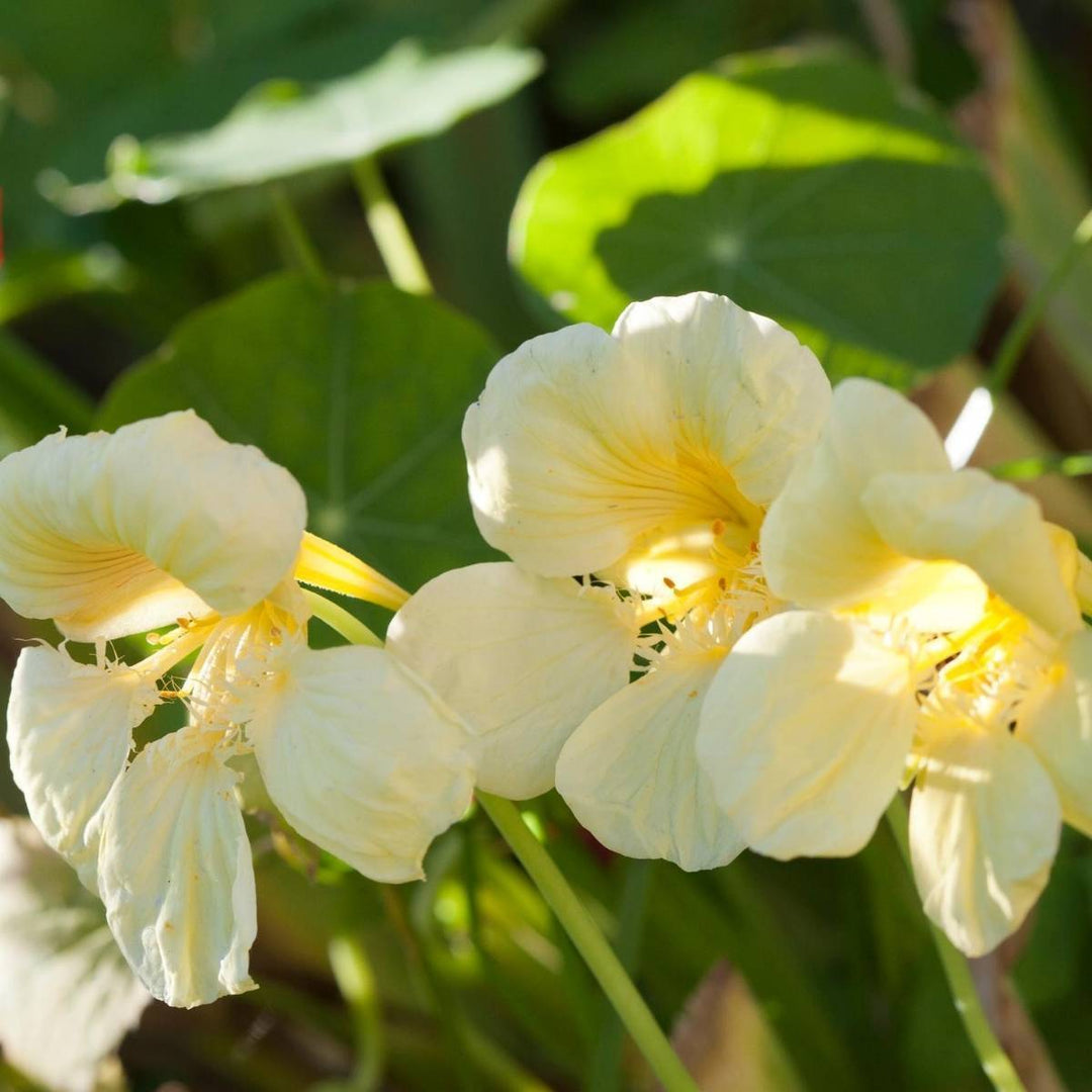 cream heirloom flower seeds