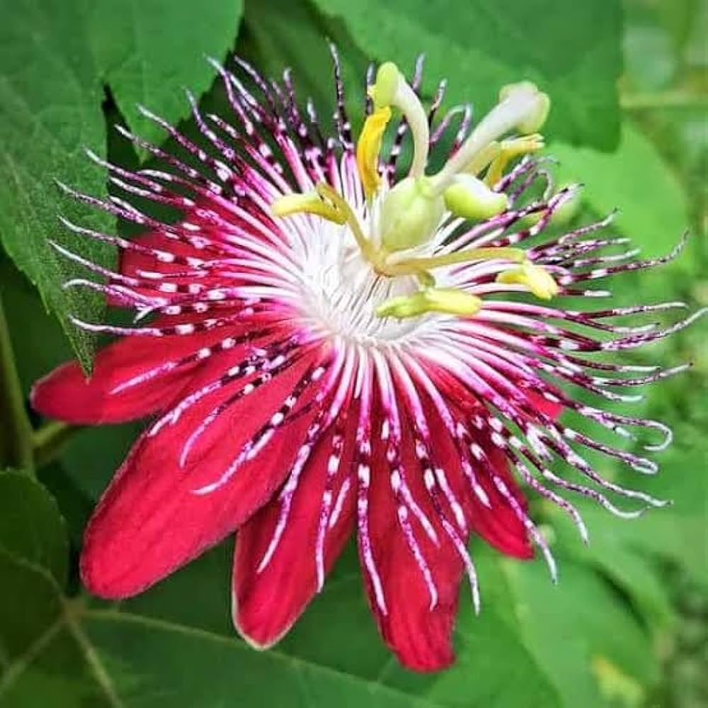 red organic flower seeds