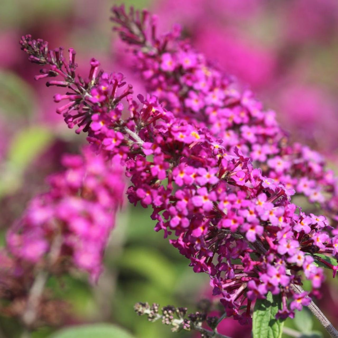 pink miss flower seeds
