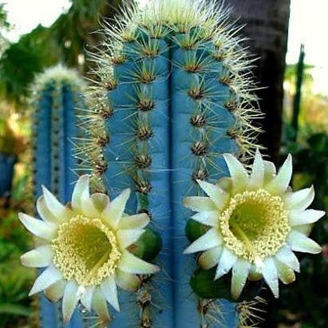 blue organic flower seeds