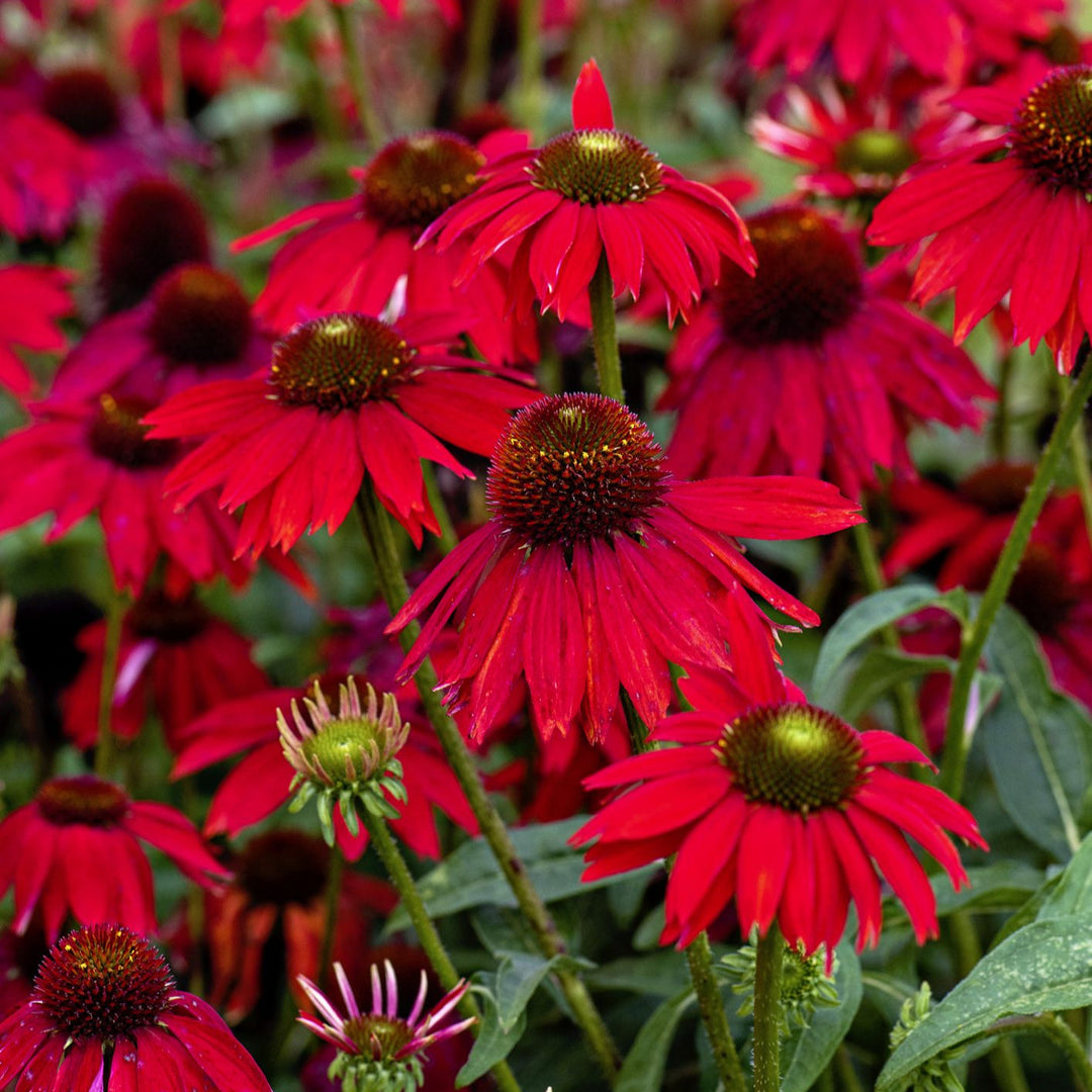 red heirloom flower seeds