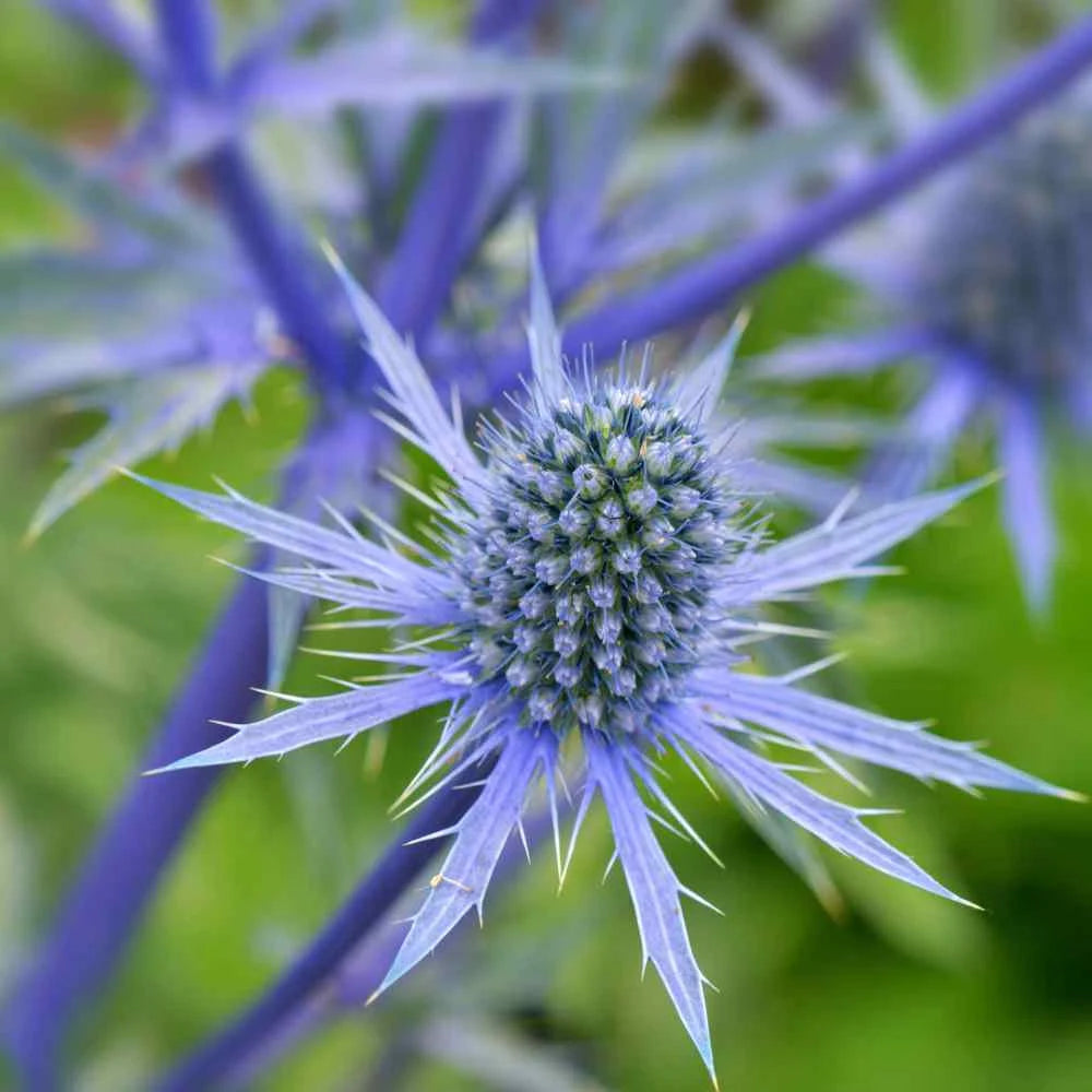 blue organic flower seeds