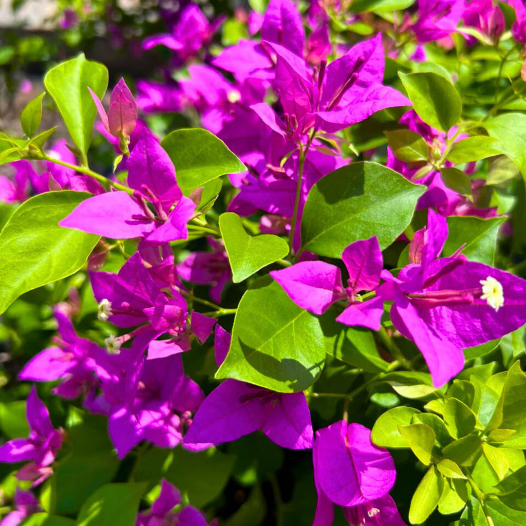 purple organic flower seeds