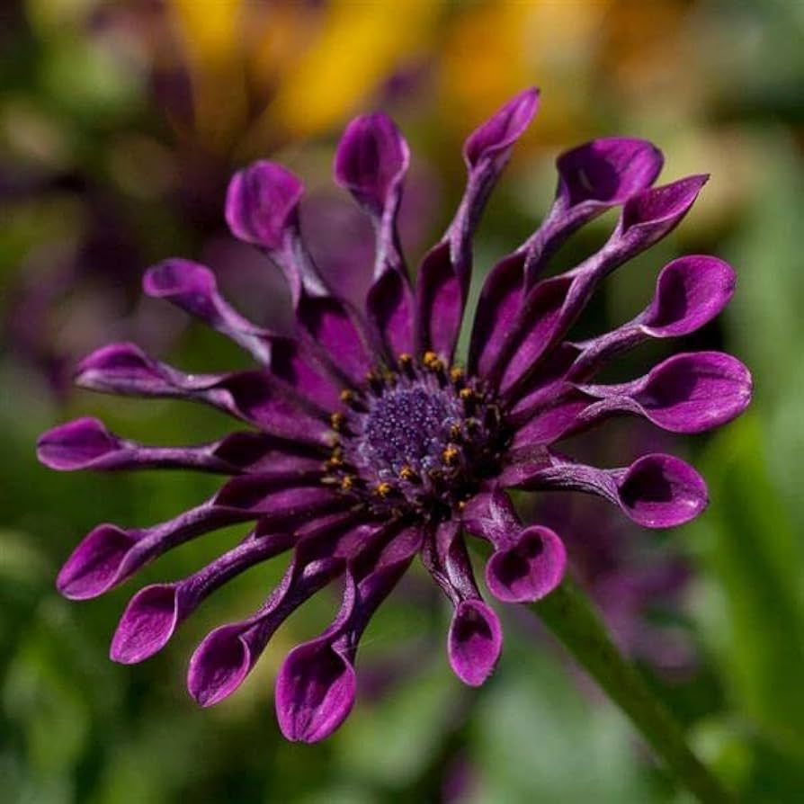 chrysanthemum power flower seeds
