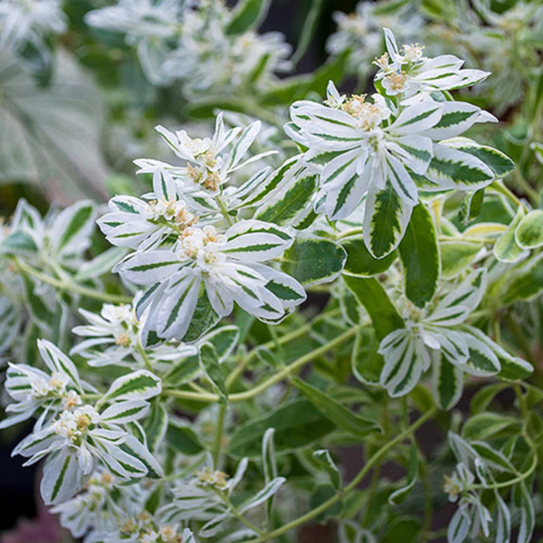 white heirloom flower seeds