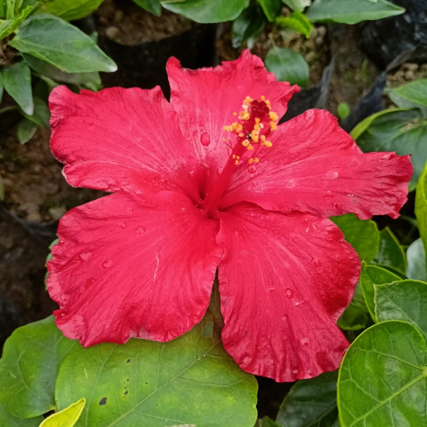 burgundy hibiscus flower seeds