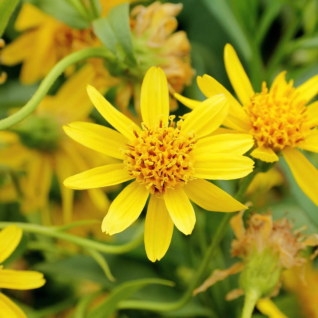 yellow heirloom flower seeds