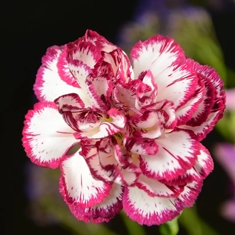 red white flower seeds