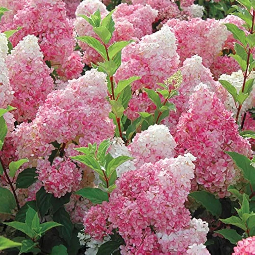 vainilla hortensia flower seeds