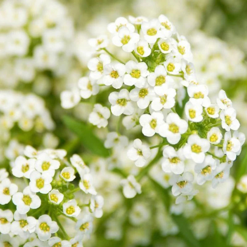 white heirloom flower seeds