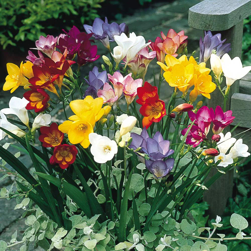 mixed freesias flower seeds