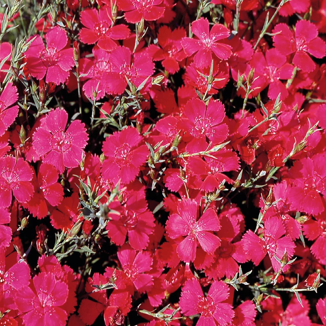 pink heirloom flower seeds