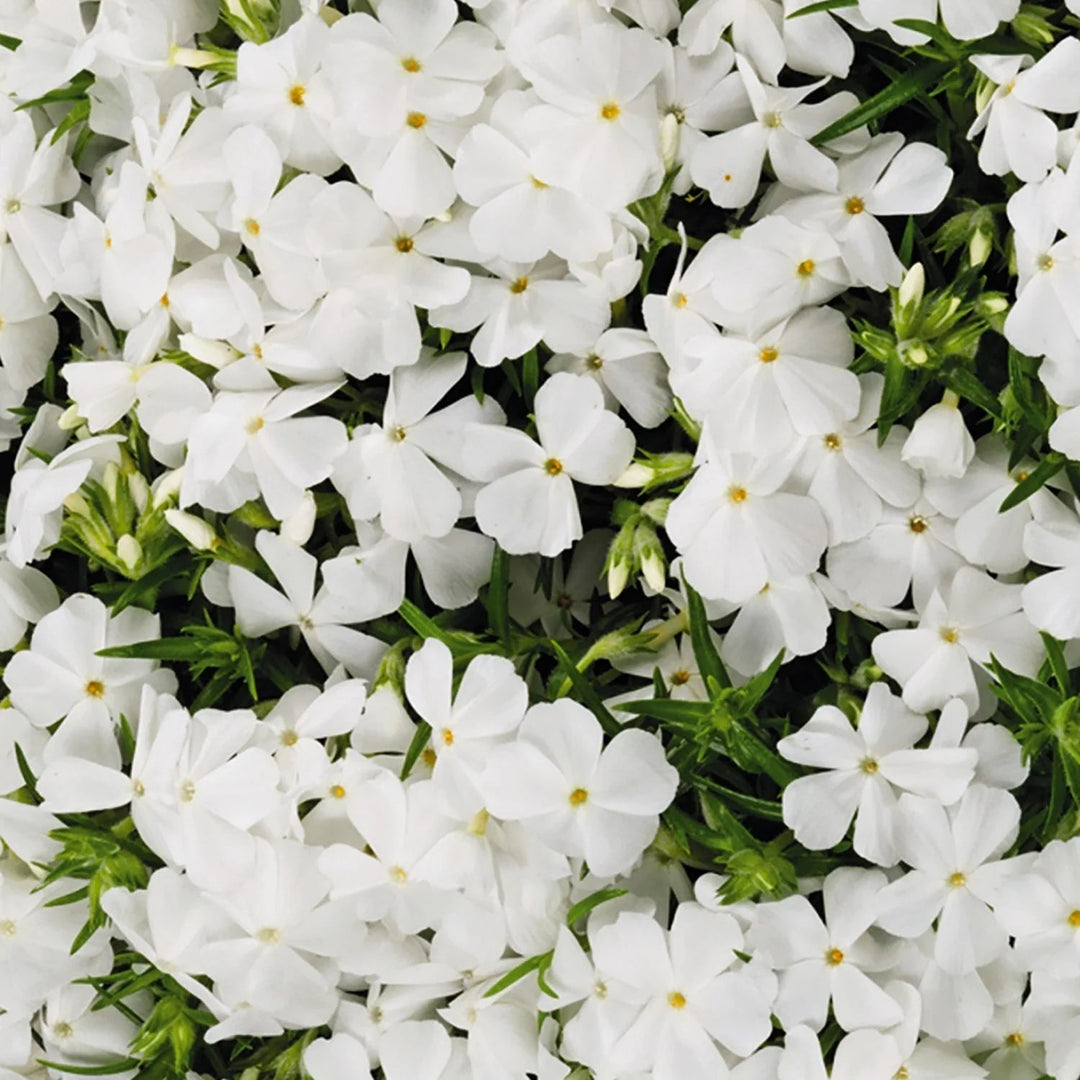 white creeping flower seeds