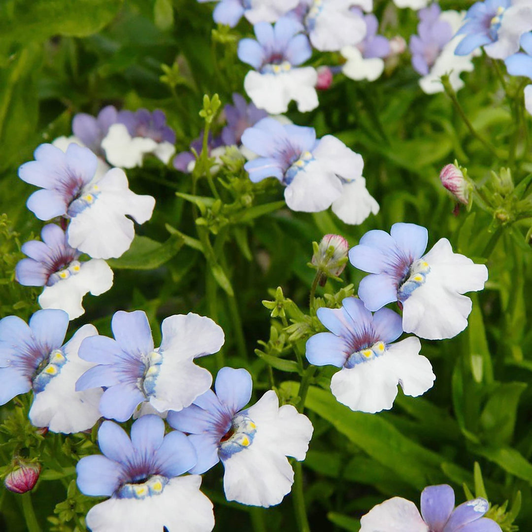 blue white flower seeds