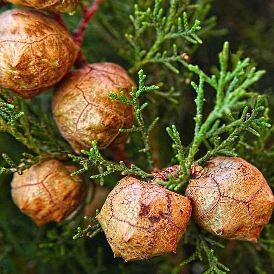 italian cypress flower seeds