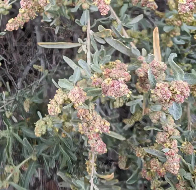 atriplex canescens flower seeds