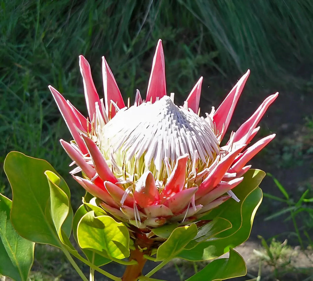 heirloom non flower seeds