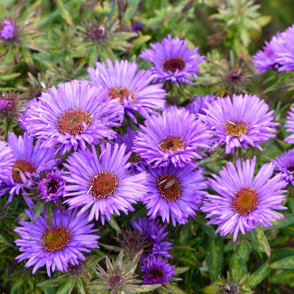 purple aster flower seeds
