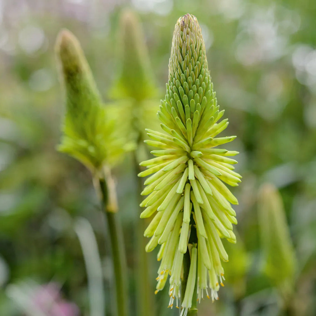 green heirloom flower seeds