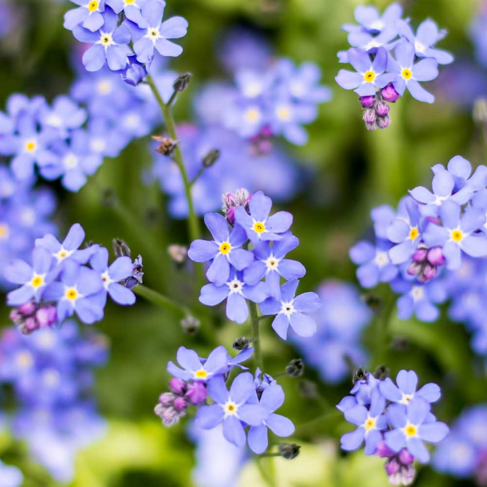 lavender organic flower seeds