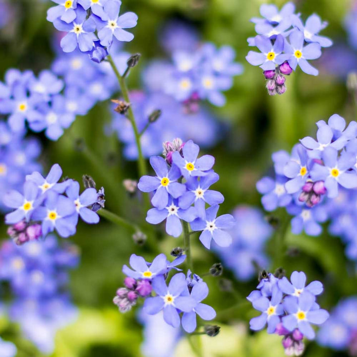 Lavender Organic Myosotis Sylvatica Flower For Planting Heirloom Non Gmo Flower Seeds for Home