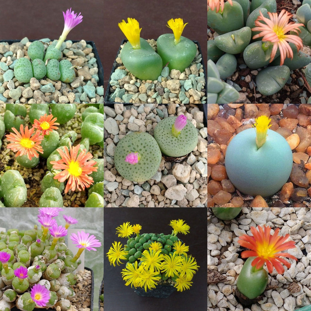 mixed conophytum flower seeds