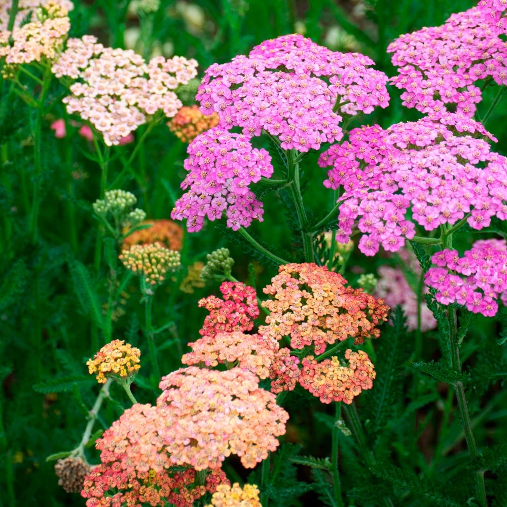 organic mixed flower seeds