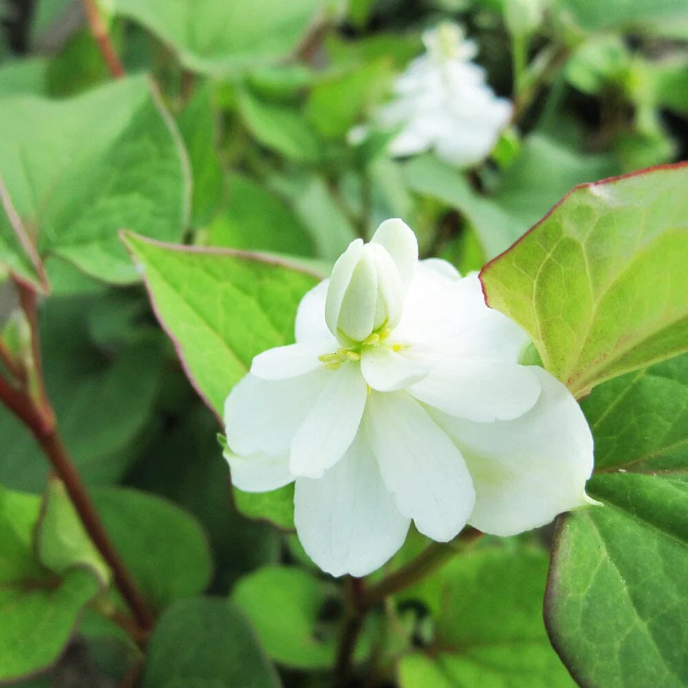 heirloom houttuynia flower seeds