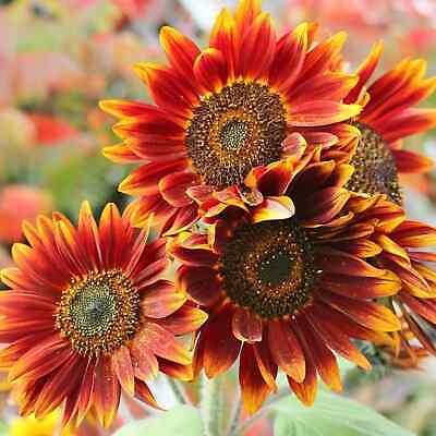 orange red flower seeds