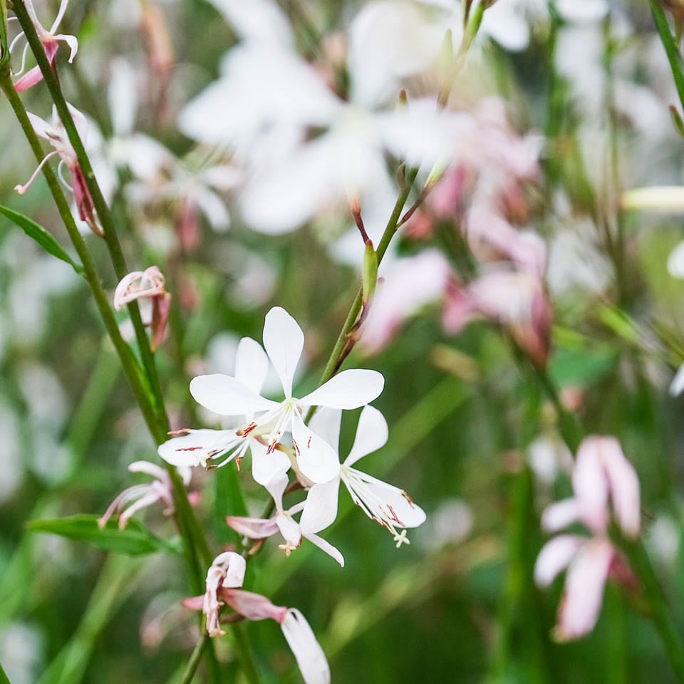 white lindheimeri flower seeds
