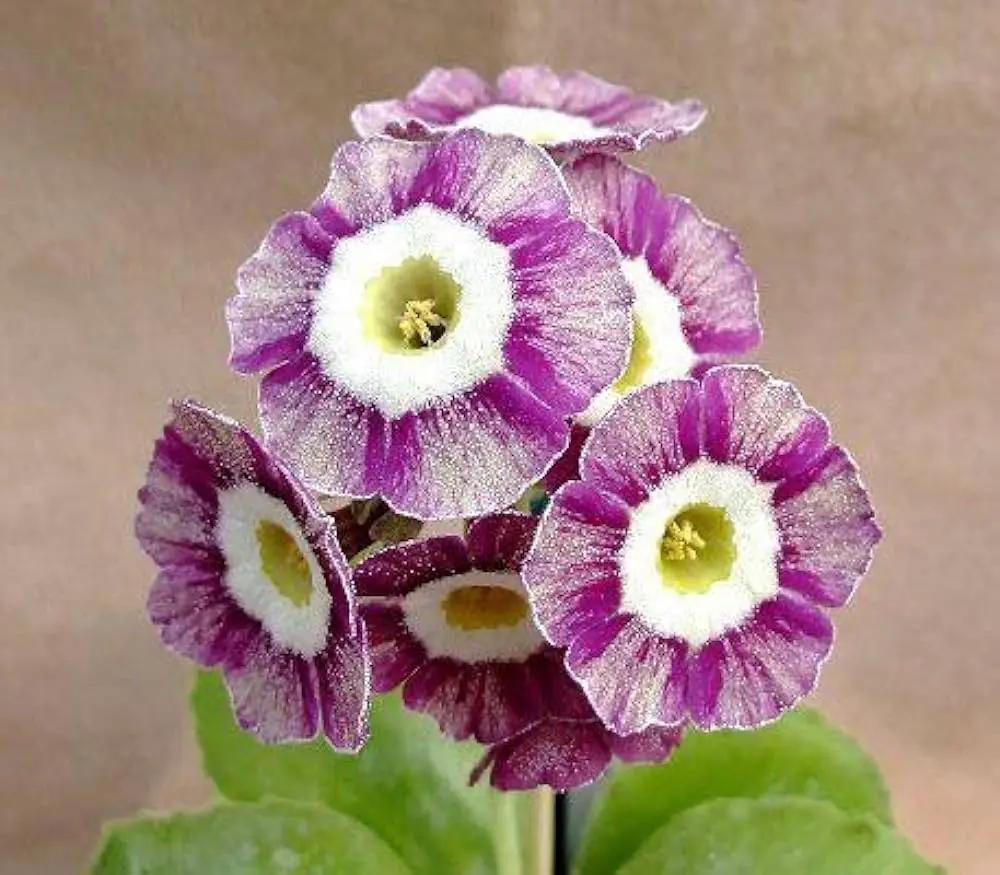 violet primula flower seeds