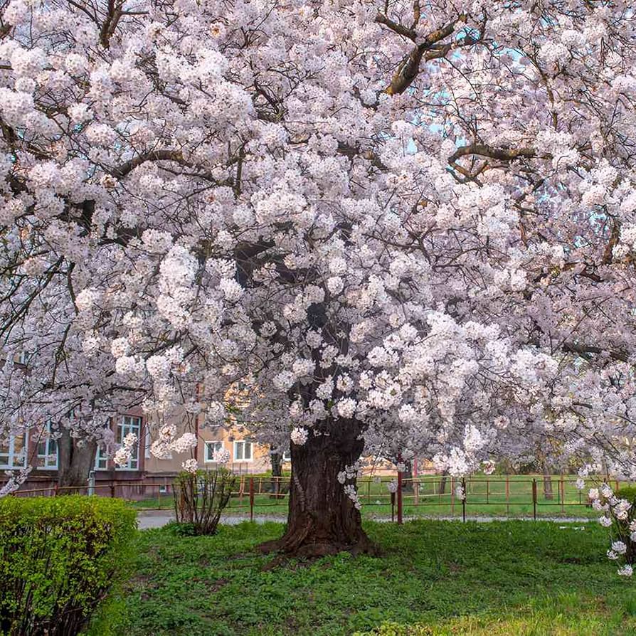 yoshino flower flower seeds