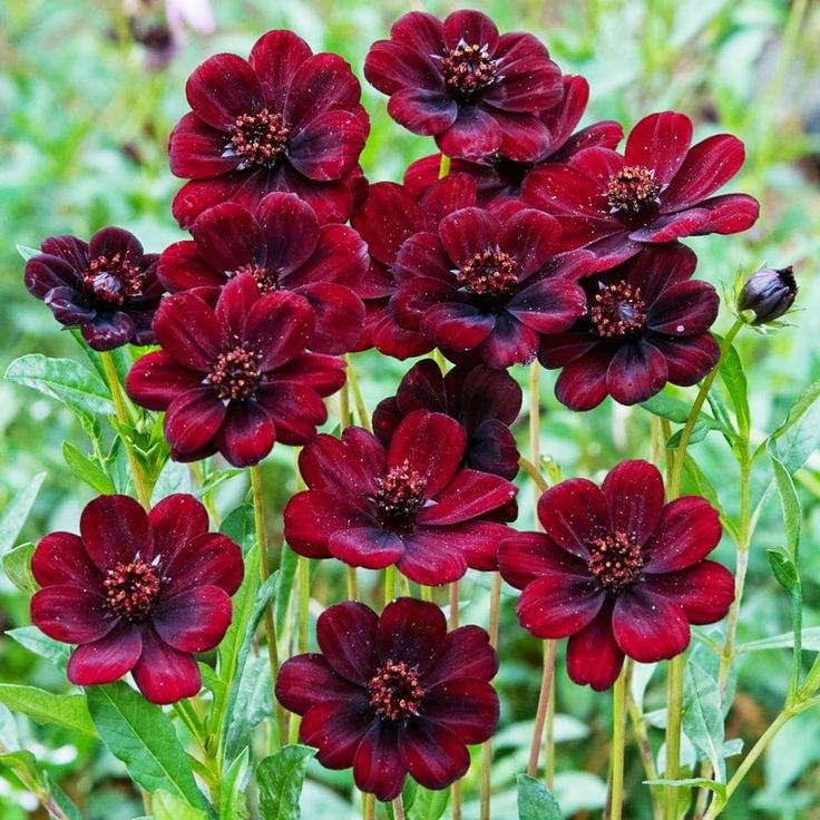 marron atrosanguineus flower seeds