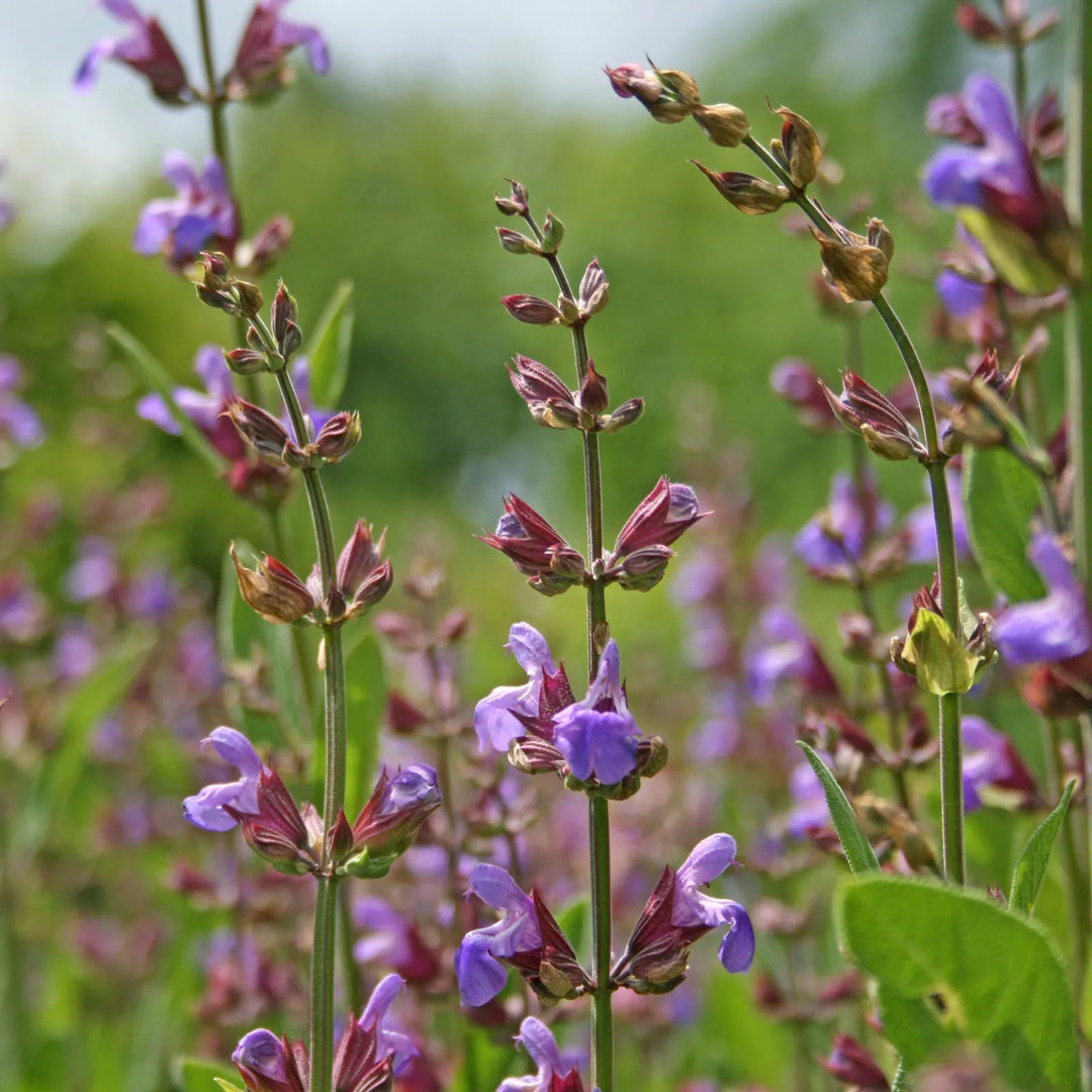 sage flower flower seeds