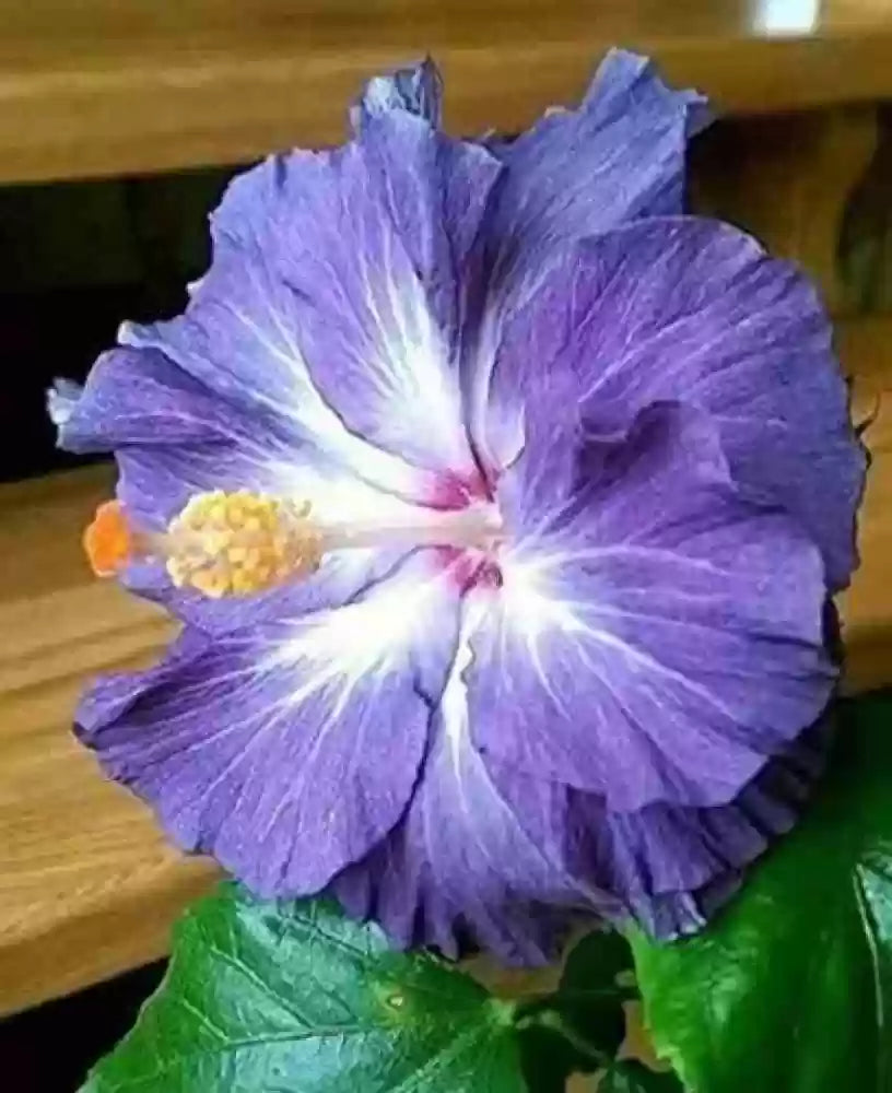 blue white flower seeds
