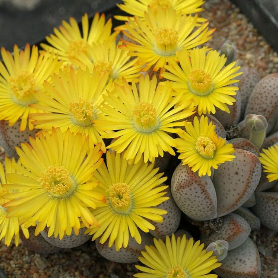 yellow white flower seeds