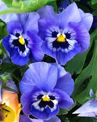 blue pansy flower seeds