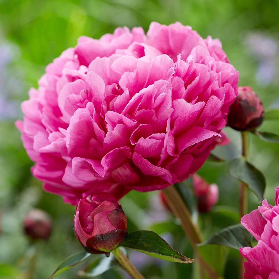 pink organic flower seeds