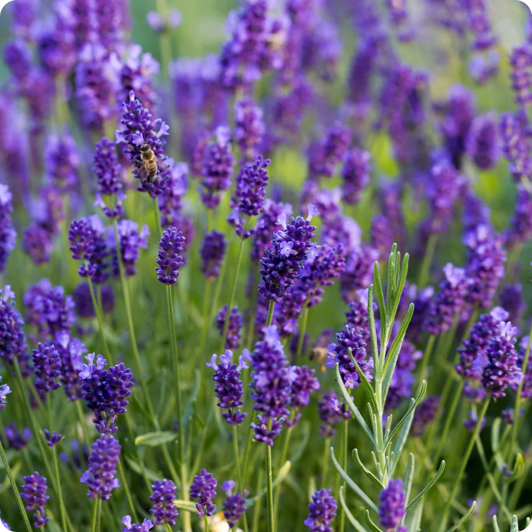 purple heirloom flower seeds