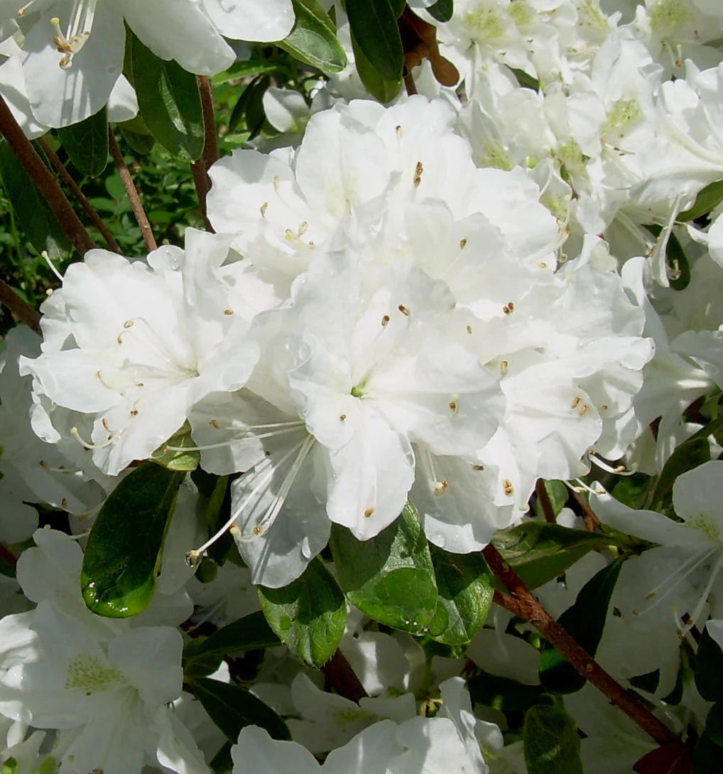 organic heirloom flower seeds