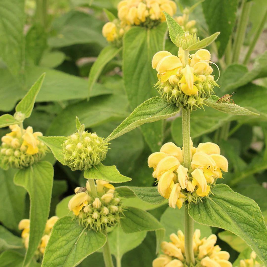 sage jerusalem flower seeds